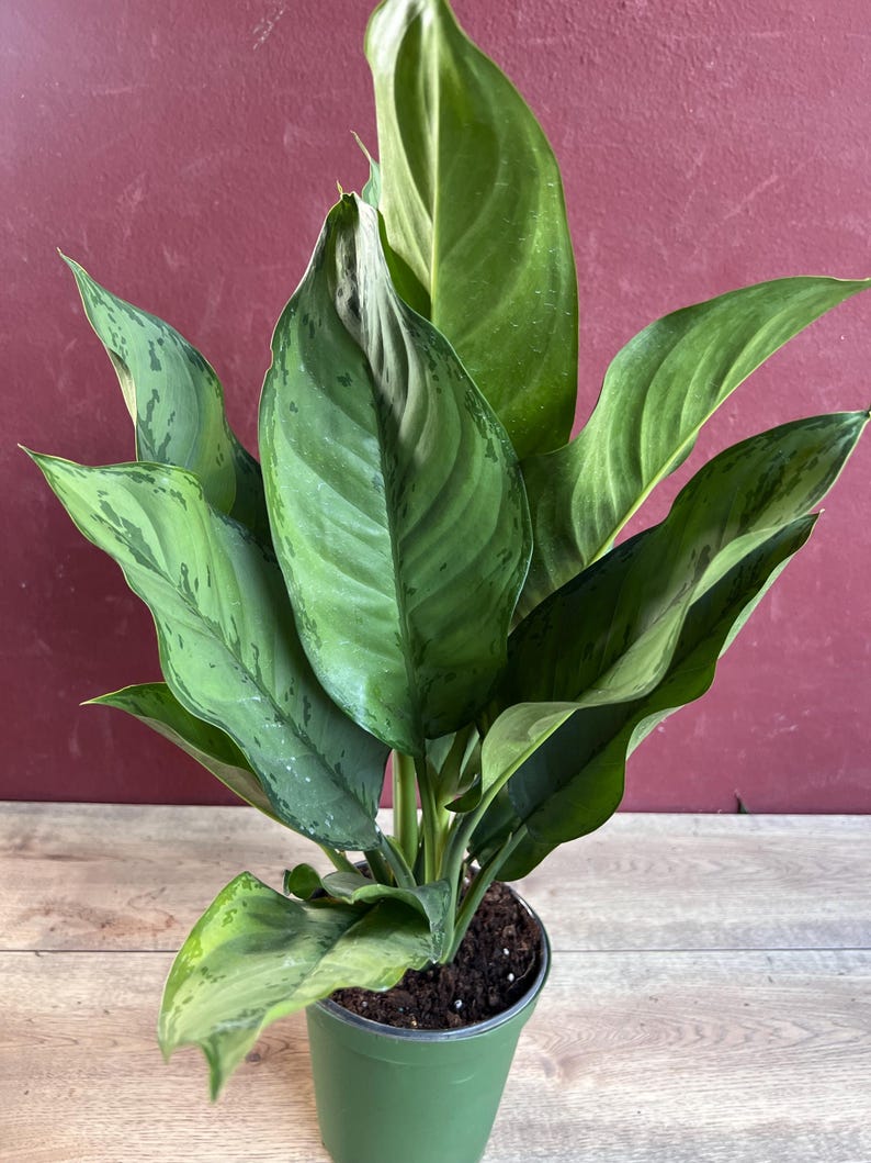 Aglaonema BJ Freeman Live House Plant, Chinese Evergreen, Indoor Decorative Foliage, 6-Inch Pot, Aglaonema commutatum