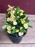 Yellow Crown of Thorns Plant in 6" Pot | Drought-Tolerant Succulent Euphorbia Milii with Bright Flowers