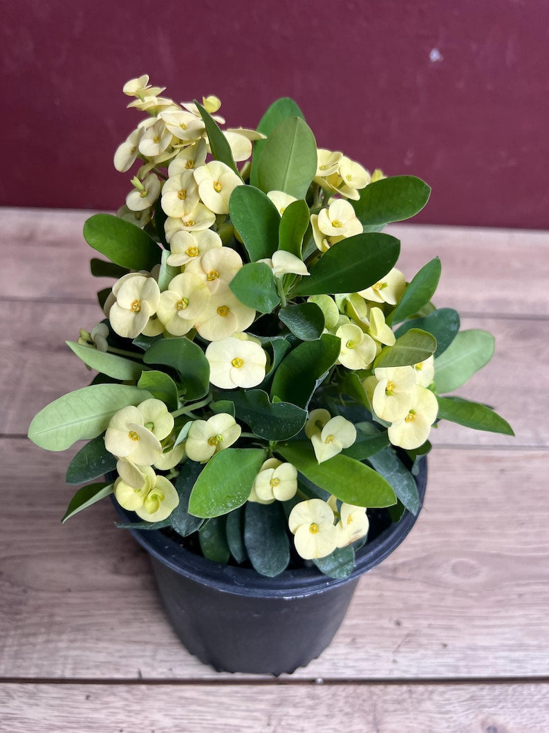 Yellow Crown of Thorns Plant in 6" Pot | Drought-Tolerant Succulent Euphorbia Milii with Bright Flowers