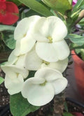 Crown of Thorns Plant 6" Pot White Euphorbia milii Hardy Indoor Outdoor Succulent Flowering