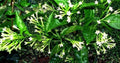 Night Blooming Jasmine Plant - 6" Pot - Cestrum Nocturnum - Fragrant Indoor/Outdoor Flowering Shrub