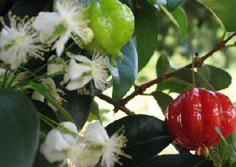 Surinam Cherry Plant 3 Gal Pot Eugenia uniflora Edible Fruit Bush, 2-3 Feet Tall