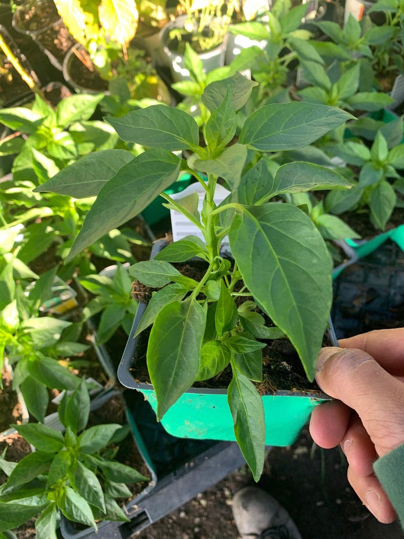 Serrano Pepper Live Plant 3” Pot, Capsicum annuum, Spicy Culinary Herb for Indoor & Outdoor Gardening
