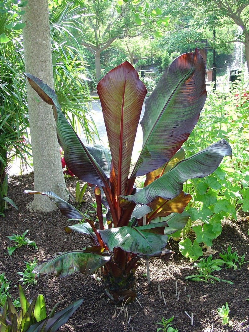 Red Leaf Banana Plant in 6" Pot - Ensete ventricosum 'Maurelii' Tropical Foliage for Containers