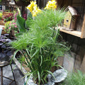 Prince Tut Papyrus Plant - 1 ft Tall, Cyperus papyrus, Live Water Garden Plant in 6" Pot