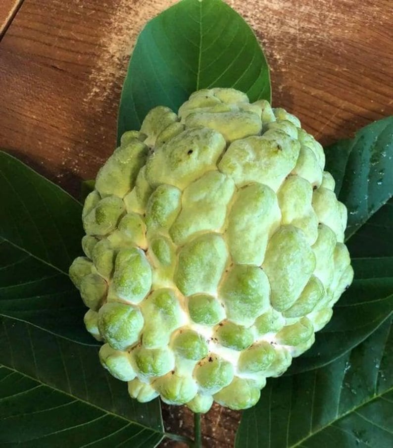 Priestly Atemoya Fruit Tree Plant - 1-2 Feet Tall Live Plant in 6" Pot - Annona cherimola x squamosa