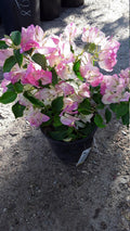 Pink and White Bougainvillea Plant - 1 Foot Tall in 6-Inch Pot - Bougainvillea spectabilis for Bonsai & Container Gardening
