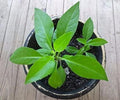 Gynura Procumbens Plant - Edible Green Herb in 3" Pot - Longevity Spinach for Health, Salads & Smoothies
