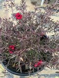 Leptospermum 'Ruby Glow' Plant in 1 Gallon Pot - Vibrant Red Flowers, Aromatic Foliage, Australian Tea Tree for Garden or Landscape