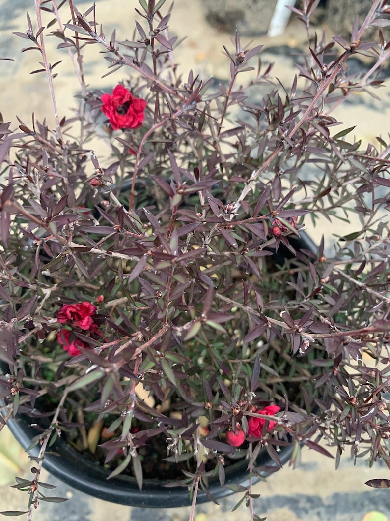 Leptospermum 'Ruby Glow' Plant in 1 Gallon Pot - Vibrant Red Flowers, Aromatic Foliage, Australian Tea Tree for Garden or Landscape