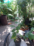 Grafted Dr. White Cherimoya Tree in 3-Gallon Pot – Annona cherimola, 2-3 Feet Tall, Fruit Tree for Garden or Patio