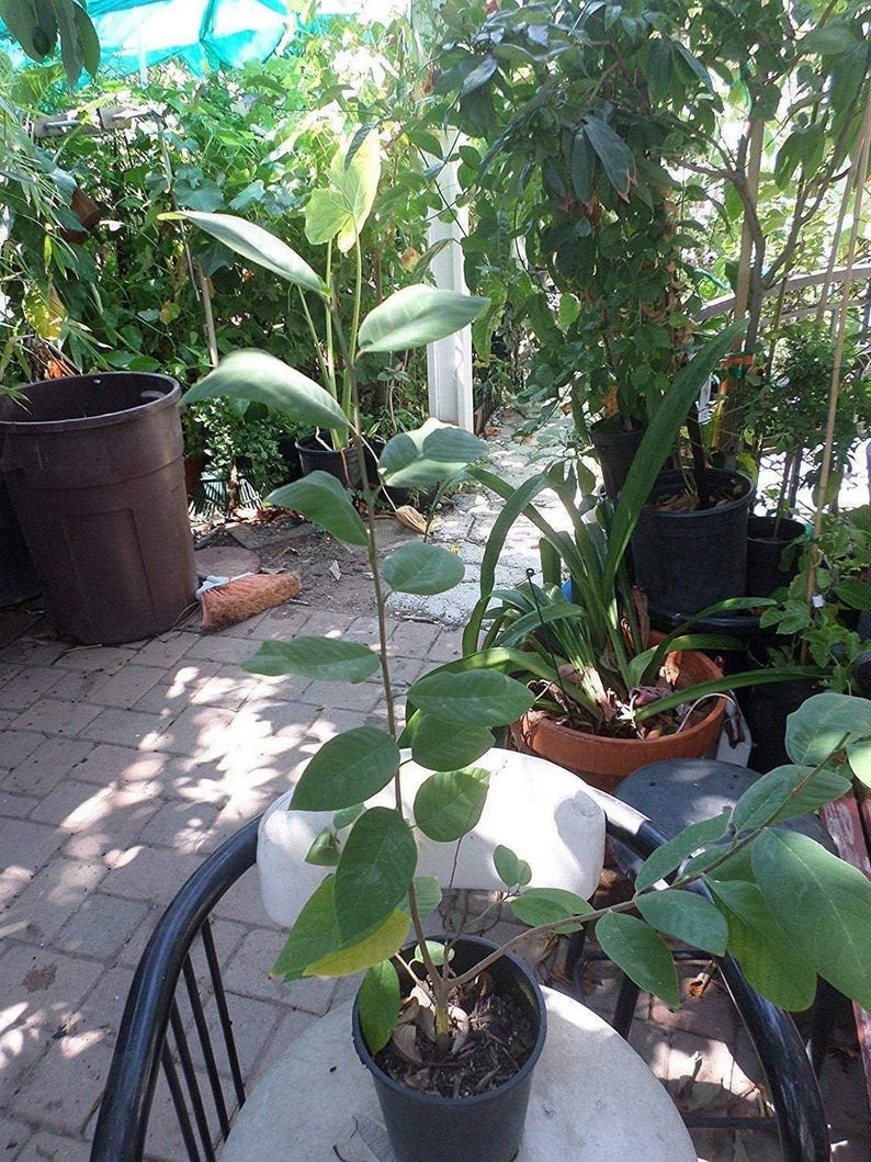 Grafted Dr. White Cherimoya Tree in 3-Gallon Pot – Annona cherimola, 2-3 Feet Tall, Fruit Tree for Garden or Patio