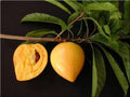 Canistel Tree - 2 Feet Tall Airlayered Fruit Plant in 3-Gallon Pot Pouteria campechiana Tropical Edible Tree