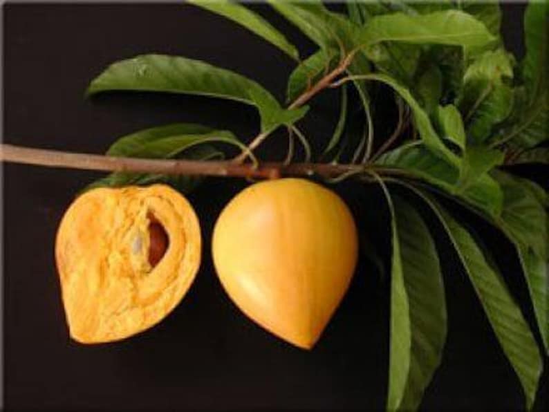 Canistel Tree - 2 Feet Tall Airlayered Fruit Plant in 3-Gallon Pot Pouteria campechiana Tropical Edible Tree