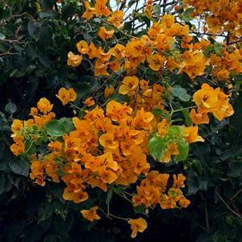 Bougainvillea Plant 3-Gallon Pot California Gold Bougainvillea glabra Live Plant for Garden, Patio, Landscape