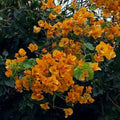 Bougainvillea Live Plant 1-2 Feet California Gold in 6" Pot - Tropical Flowering Shrub for Gardens & Containers