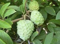 Atemoya Fruit Tree Live Plant in 3-Gallon Pot | Annona squamosa x cherimola | Tropical Fruit Tree