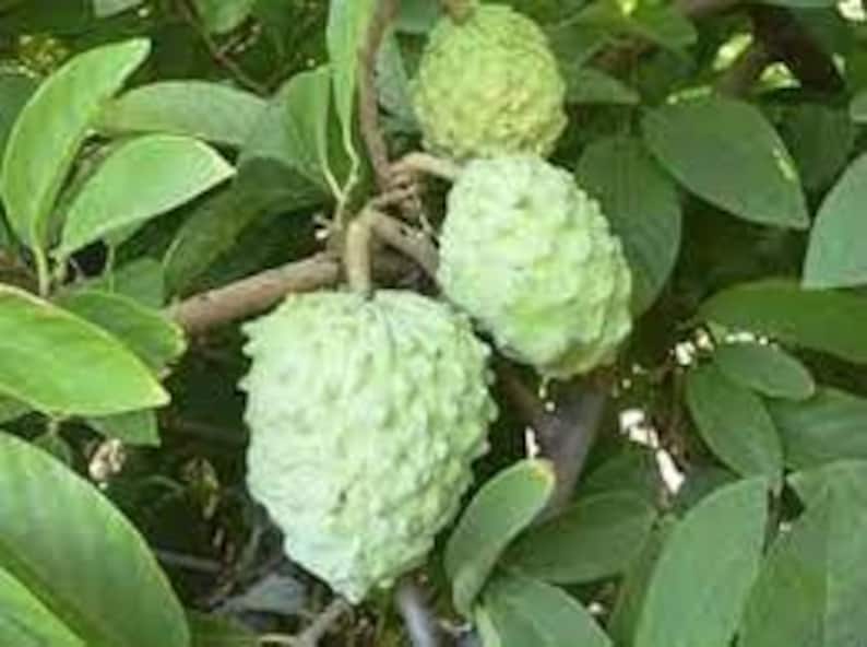 Atemoya Fruit Tree Live Plant in 3-Gallon Pot | Annona squamosa x cherimola | Tropical Fruit Tree