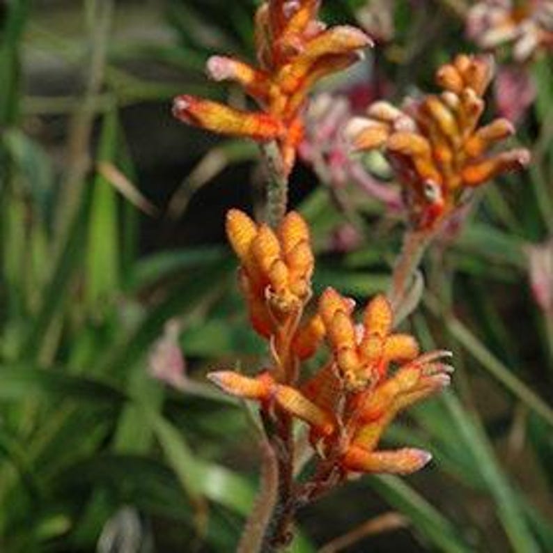 Anigozanthos Kanga Orange Live Plant in 6” Pot, Kangaroo Paw, Bright Orange Flowers, Indoor Outdoor Plant
