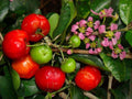 Barbados Cherry Plant in 3 Gal Pot, Acerola Variety, Sweet Fruit, Live Malpighia emarginata Garden Plant