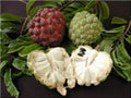 Sugar Apple Tree 3 Gal Pot Annona squamosa Tropical Fruit Plant for Garden or Patio
