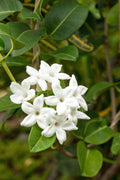 Madagascar Jasmine Plant in 3-Gallon Pot | Fragrant White Flowers | Stephanotis floribunda Climbing Vine