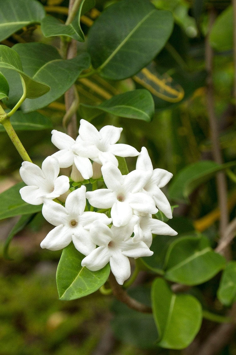Madagascar Jasmine Plant – 3 Gallon Pot – Fragrant White Flowers – Stephanotis floribunda – Indoor/Outdoor Vine for Garden & Patio