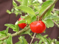 Barbados Cherry Tree 3-Gallon Pot, Malpighia emarginata, Fast-Growing Bushy Fruit Tree for Garden or Patio