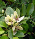 Banana Shrub Plant - 1 Gallon Michelia Figo with Fragrant Yellow & Purple Flowers - Year-Round Blooming Tropical Shrub