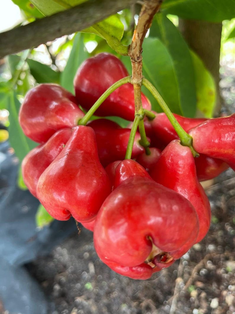 Black Perl Wax Apple Tree - 3 Gallon Pot - Syzygium samarangense - Tropical Fruit Plant - 1-2 Feet Tall