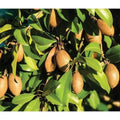 Sapodilla Plant - 3 Gal Pot - Alano Variety - Manilkara zapota Hybrid - Fruit Tree for Home Garden