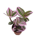 Rare Nanouk Pink Wandering Jew Plant - Tradescantia in 6-Inch Pot - Vibrant Pink and Green Foliage Indoor Houseplant