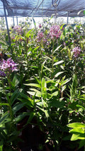 Purple Epidendrum Orchid Plants in 6" Pot – Vibrant Purple Blooms – Easy Care Indoor & Outdoor Orchid – Epidendrum spp.