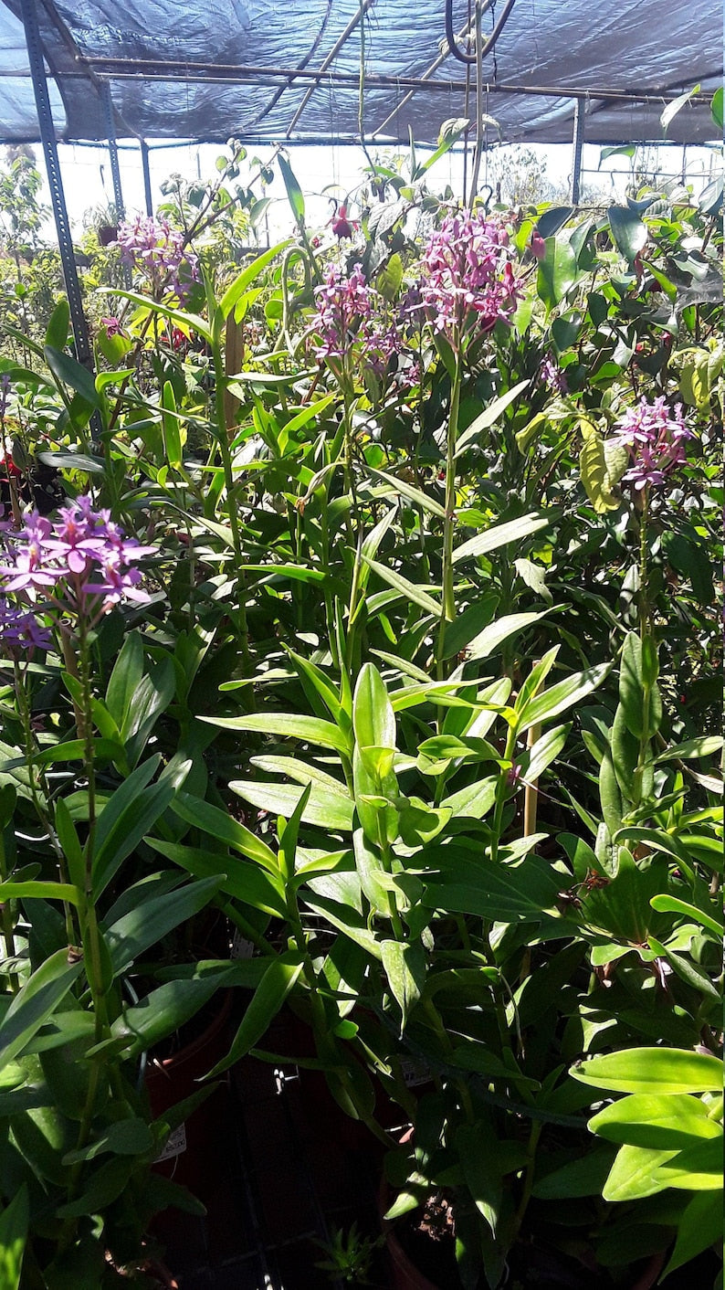 Purple Epidendrum Orchid Plants in 6" Pot – Vibrant Purple Blooms – Easy Care Indoor & Outdoor Orchid – Epidendrum spp.