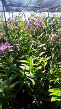 Purple Epidendrum Orchid Plant in 3" Pot | Vibrant Purple Blooms | Epidendrum ibaguense Indoor or Outdoor