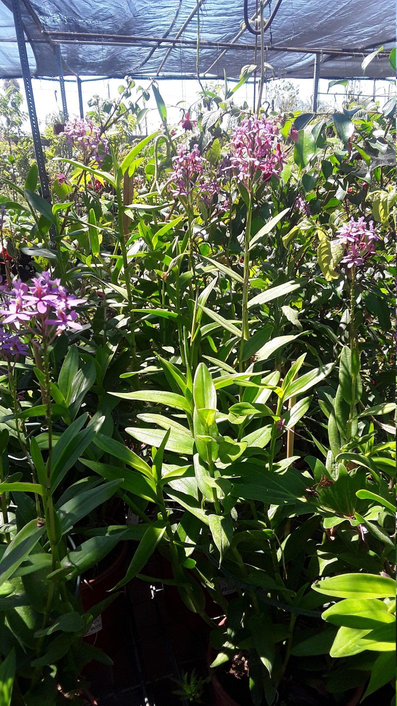 Purple Epidendrum Orchid Plant in 3" Pot | Vibrant Purple Blooms | Epidendrum ibaguense Indoor or Outdoor