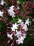 Pink Jasmine Plant in 6-Inch Pot, Jasminum polyanthum, Fragrant Evergreen Climber for Trellis, Container, or Ground Cover