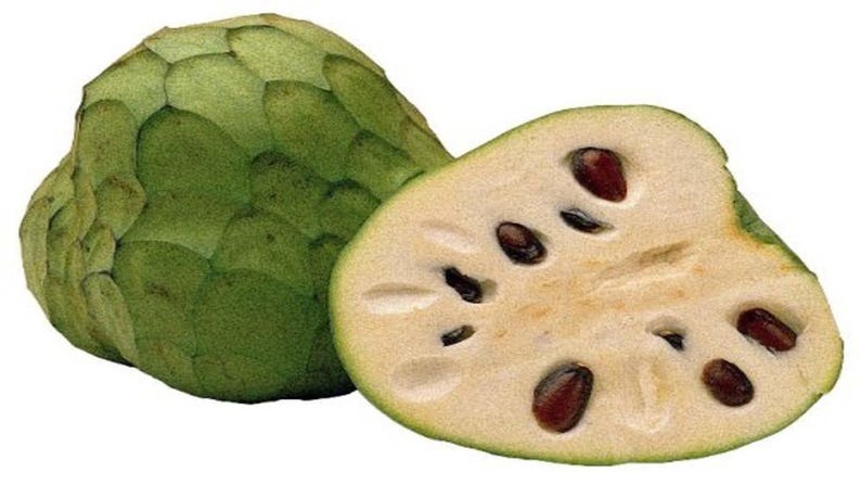 Pierce Cherimoya Tree - Grafted Live Plant in 3-Gallon Pot - Tropical Fruit Tree - Annona cherimola 'Pierce' - 1 to 2 Feet Tall