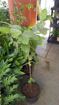 Taiwan Guava Plant - 3-Gallon Pot - Psidium guajava - Tropical Fruit Tree - 2 to 3 Feet Tall