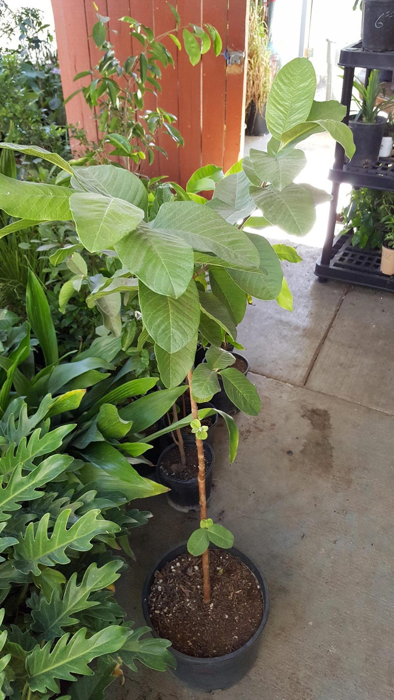 Taiwan Guava Plant - 3-Gallon Pot - Psidium guajava - Tropical Fruit Tree - 2 to 3 Feet Tall