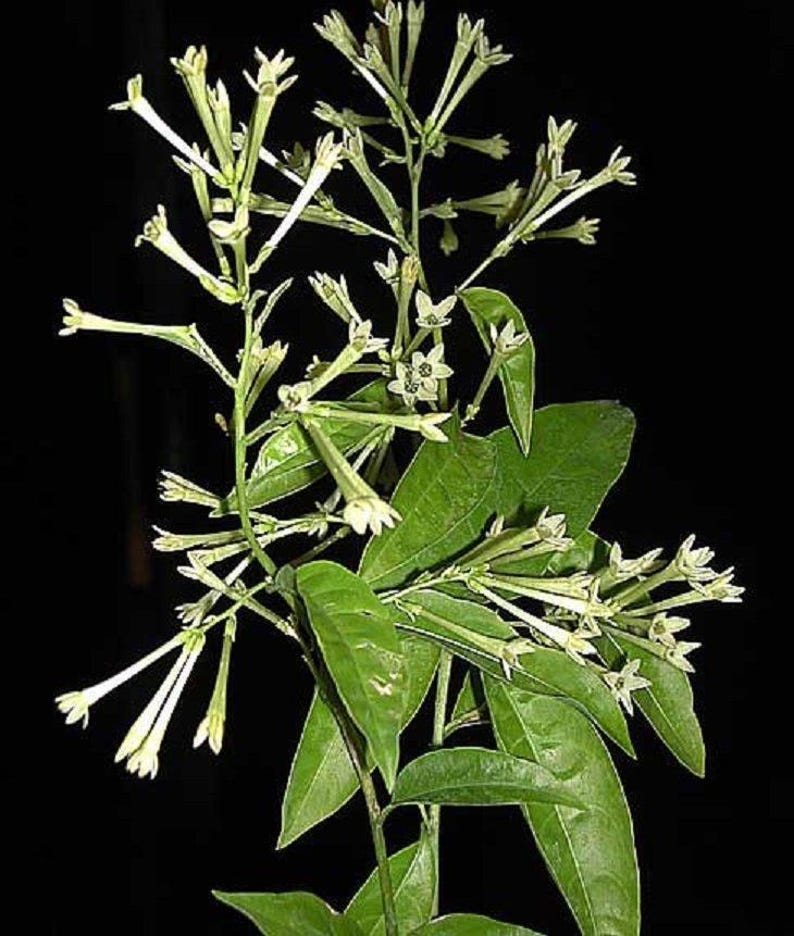 Night Blooming Jasmine Plant - 2-3 Feet Live Cestrum nocturnum Fragrant Shrub for Gardens & Containers
