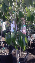 Lychee Tree - 3 Gal Pot Live Air-Layered Tropical Fruit Tree Litchi chinensis