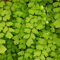 Southern Maidenhair Fern Plant - 6" Pot - Adiantum capillus-veneris - Live Indoor Outdoor Houseplant - Lush Green Foliage
