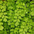 Southern Maidenhair Fern Plant – 6" Pot – Adiantum capillus-veneris – Live Indoor/Outdoor Fern for Shade Gardens