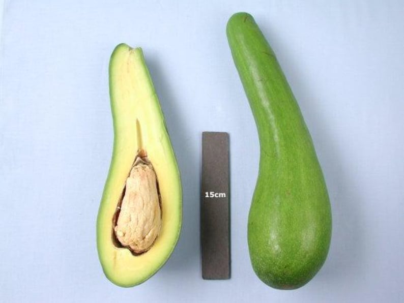 Grafted Avocado Tree 3-Gallon Pot Russell Long Neck Variety Persea americana - Gourd-Shaped Fruit