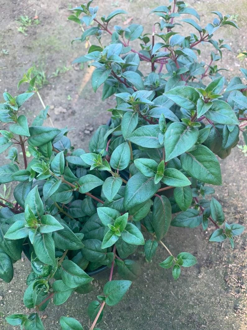 Fuchsia Blue Eyes Bush Plant – 1 Ft Live Fuchsia magellanica in 6" Pot – Vibrant Blue and Purple Flowers for Garden & Indoor