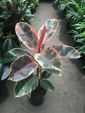 Ficus elastica 'Red Ruby' Indoor Houseplant - 6" Pot, Colorful Foliage, Rubber Plant, Air-Purifying, Easy Care