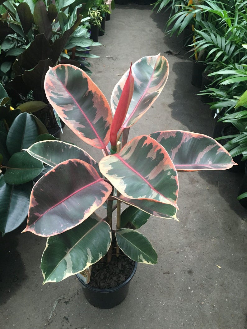 Ficus elastica 'Red Ruby' Indoor Houseplant - 6" Pot, Colorful Foliage, Rubber Plant, Air-Purifying, Easy Care