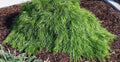 Cousin Itt Little River Wattle Plant - 4-6 Inches - Acacia cognata Evergreen with Blue-Green Foliage - Live Starter Plant