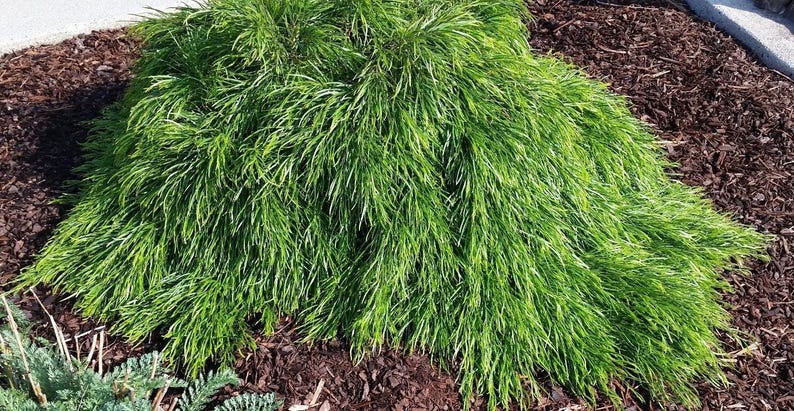 Cousin Itt Little River Wattle Plant - 4-6 Inches - Acacia cognata Evergreen with Blue-Green Foliage - Live Starter Plant